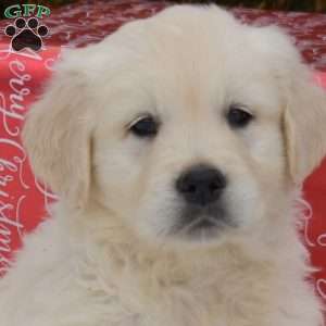 Polar, English Cream Golden Retriever Puppy