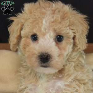 Polar, Bich-Poo Puppy