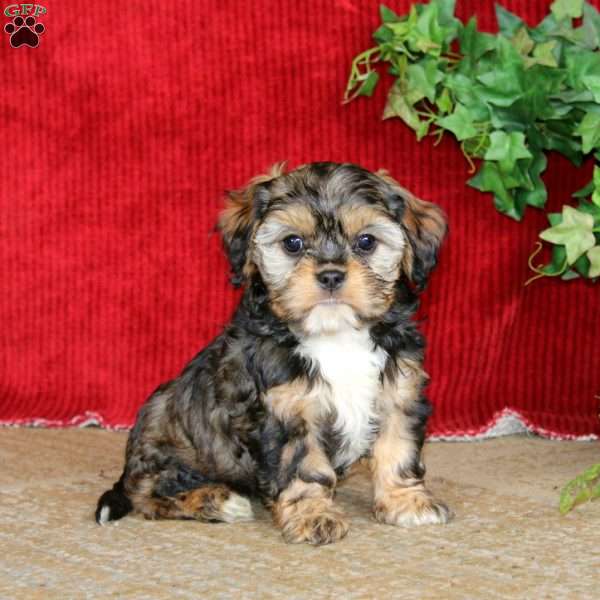 Polly, Cavapoo Puppy