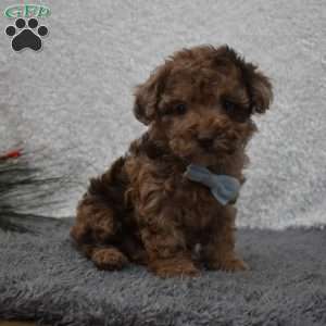 Garfield, Toy Poodle Puppy