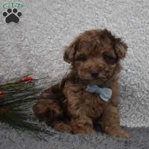 Garfield, Toy Poodle Puppy