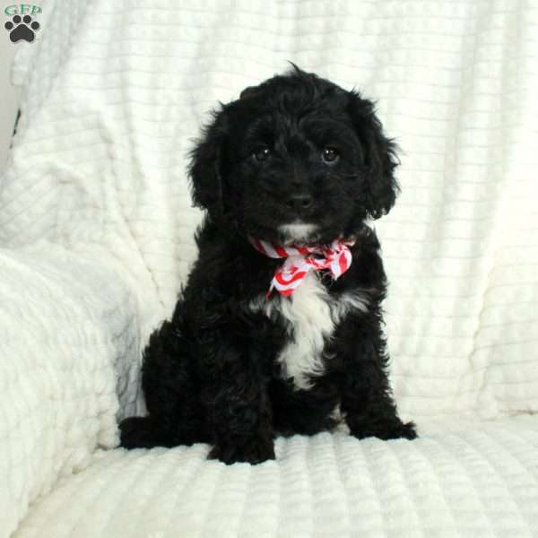 Poppy, Cavapoo Puppy
