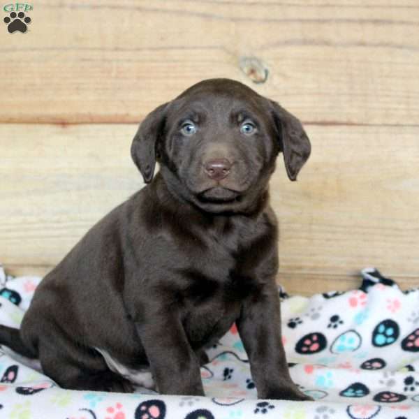 Porter, Chocolate Labrador Retriever Puppy
