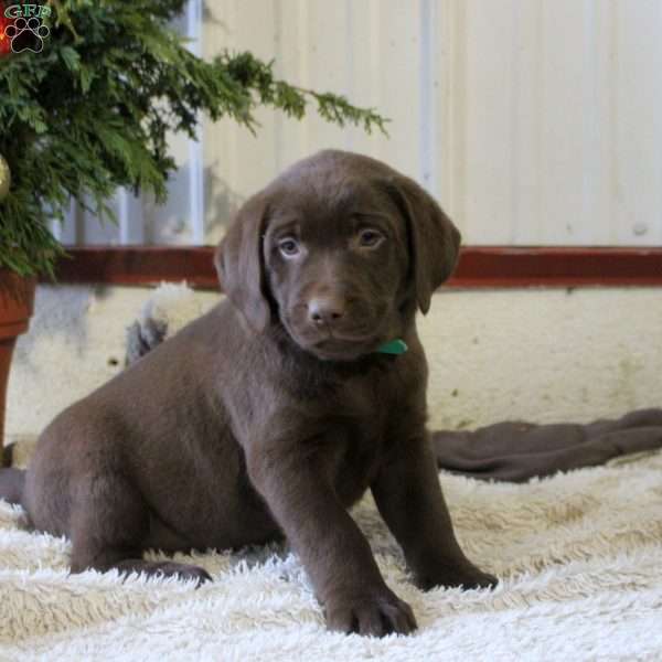 Porter, Chocolate Labrador Retriever Puppy