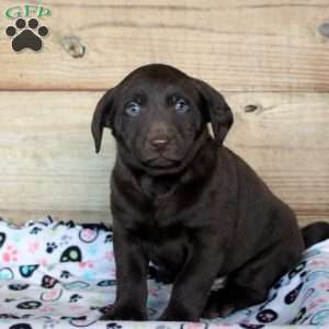 Porter, Chocolate Labrador Retriever Puppy