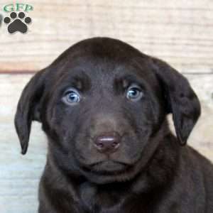 Porter, Chocolate Labrador Retriever Puppy