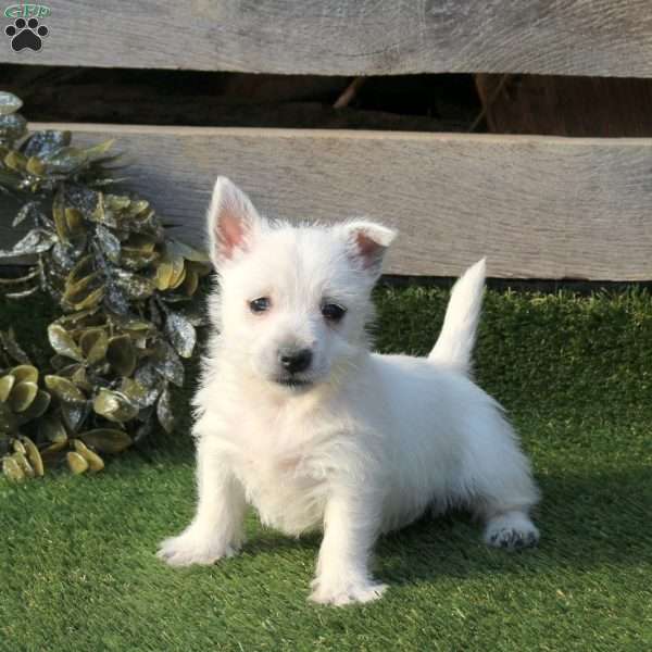 Portia, West Highland Terrier Puppy