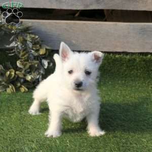 Portia, West Highland Terrier Puppy