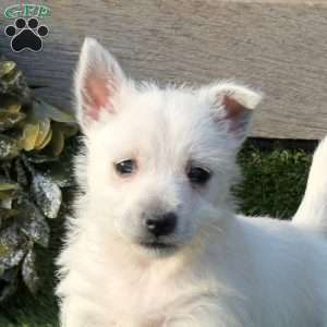 Portia, West Highland Terrier Puppy