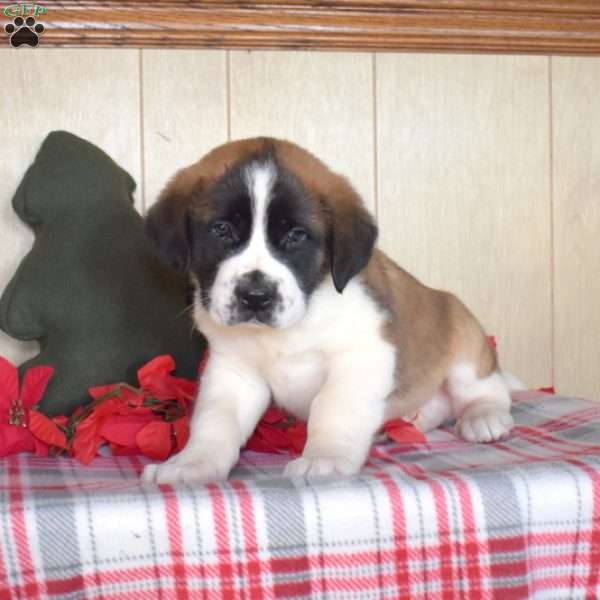 Prancer, Saint Bernard Puppy