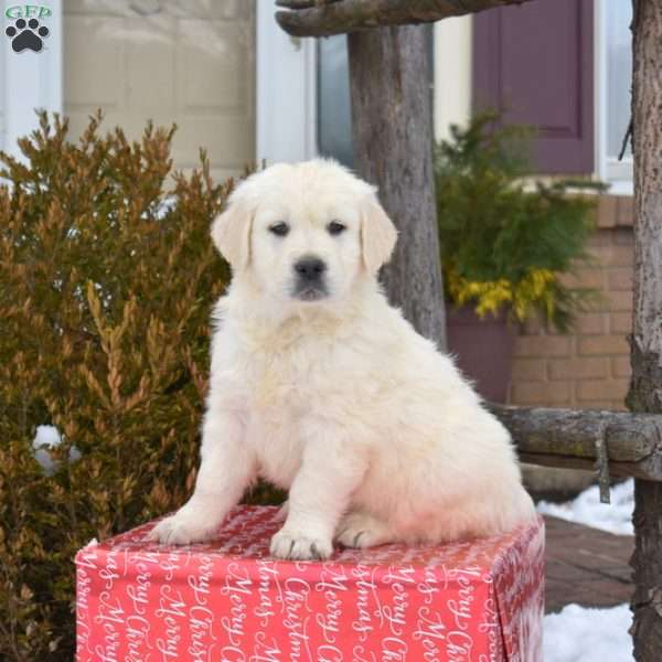 Prancer, English Cream Golden Retriever Puppy