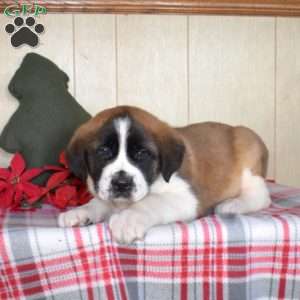 Prancer, Saint Bernard Puppy