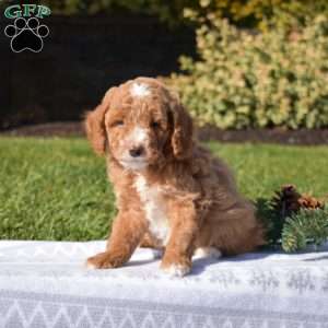 Prancer, Mini Goldendoodle Puppy
