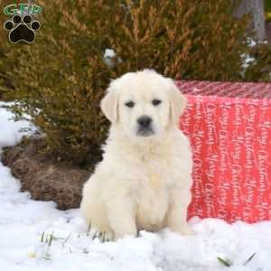 Prancer, English Cream Golden Retriever Puppy