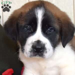 Prancer, Saint Bernard Puppy