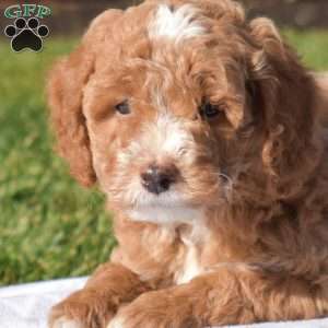 Prancer, Mini Goldendoodle Puppy