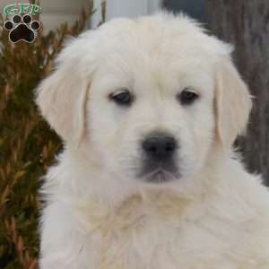 Prancer, English Cream Golden Retriever Puppy