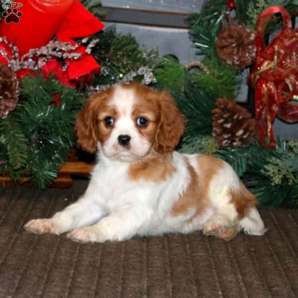 Prancer, Cavalier King Charles Spaniel Puppy