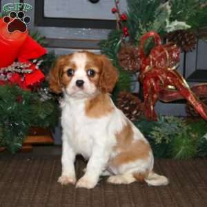 Prancer, Cavalier King Charles Spaniel Puppy