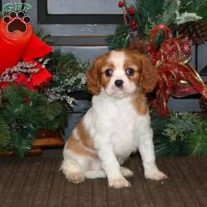 Prancer, Cavalier King Charles Spaniel Puppy