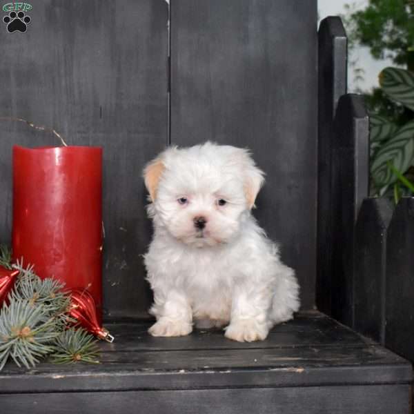 Precious, Mal-Shi Puppy