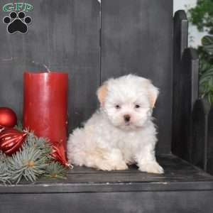 Precious, Mal-Shi Puppy