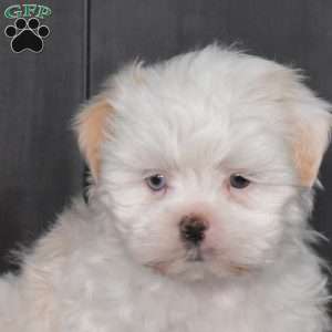 Precious, Mal-Shi Puppy