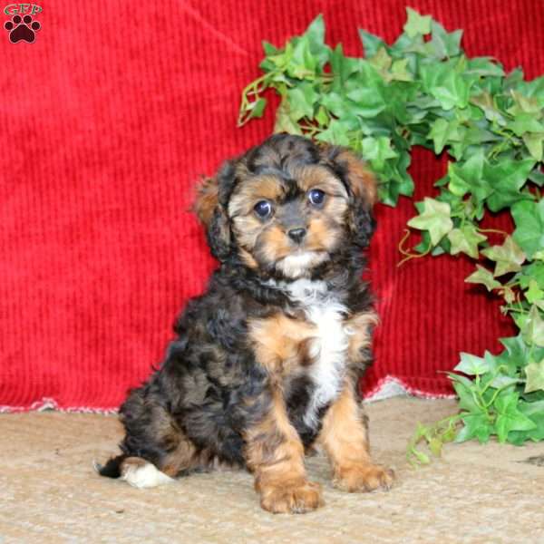 Precious, Cavapoo Puppy
