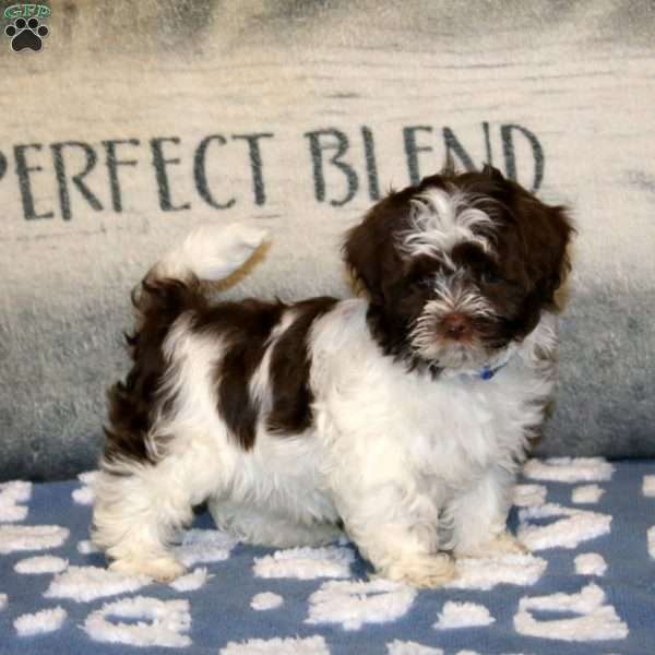Precious, Havanese Puppy