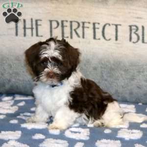 Precious, Havanese Puppy