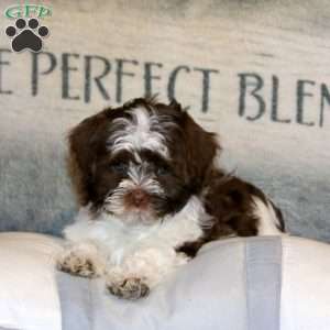 Precious, Havanese Puppy