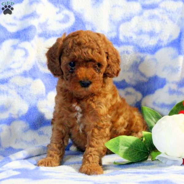 Preston, Miniature Poodle Puppy