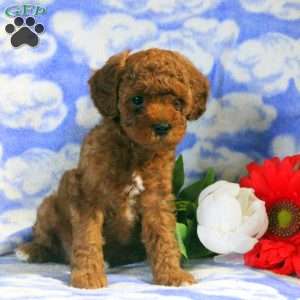 Preston, Miniature Poodle Puppy