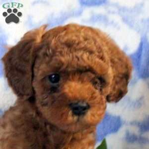 Preston, Miniature Poodle Puppy
