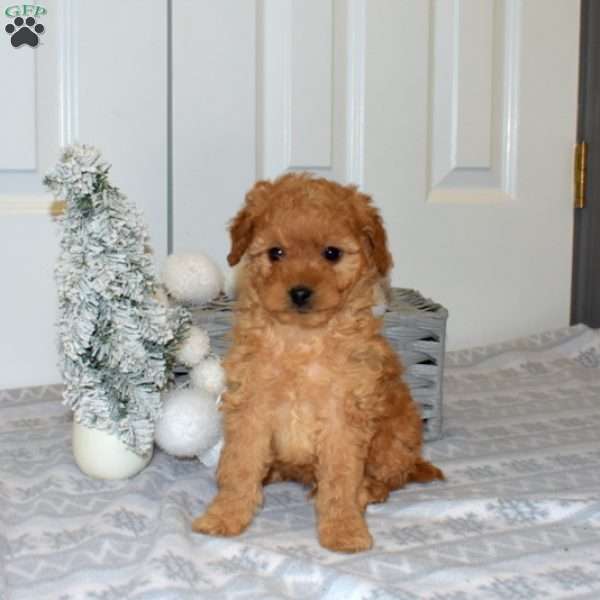 Pretzel, Yorkie Poo Puppy