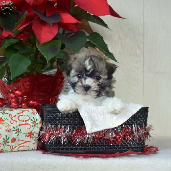 Pretzel, Havanese Puppy