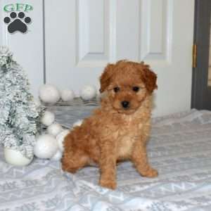 Pretzel, Yorkie Poo Puppy
