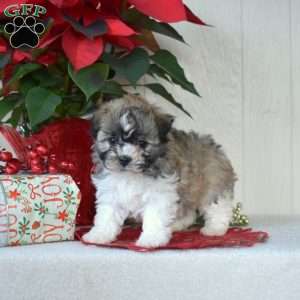 Pretzel, Havanese Puppy