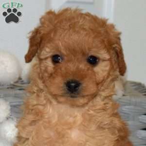 Pretzel, Yorkie Poo Puppy