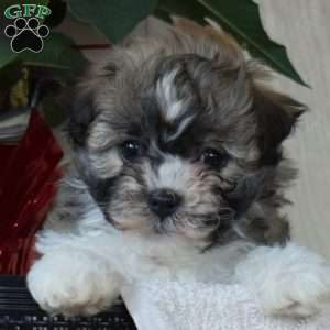 Pretzel, Havanese Puppy