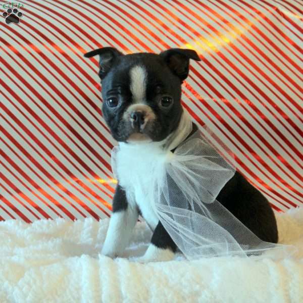 Prince, Boston Terrier Puppy