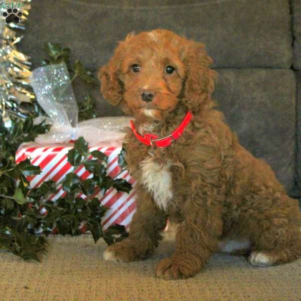 Prince, Cockapoo Puppy