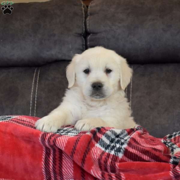 Prince, English Cream Golden Retriever Puppy