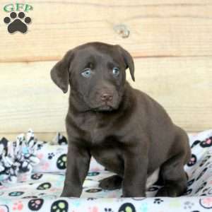 Prince, Chocolate Labrador Retriever Puppy