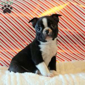 Prince, Boston Terrier Puppy