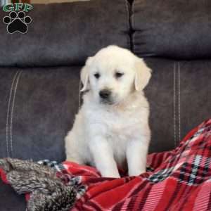 Prince, English Cream Golden Retriever Puppy