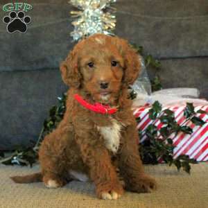 Prince, Cockapoo Puppy