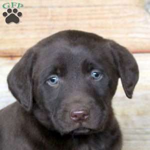 Prince, Chocolate Labrador Retriever Puppy