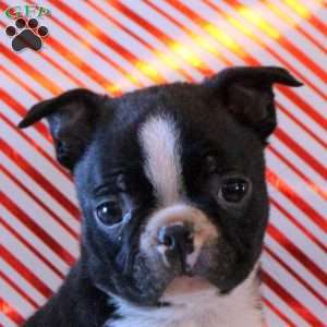 Prince, Boston Terrier Puppy