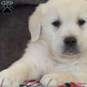 Prince, English Cream Golden Retriever Puppy